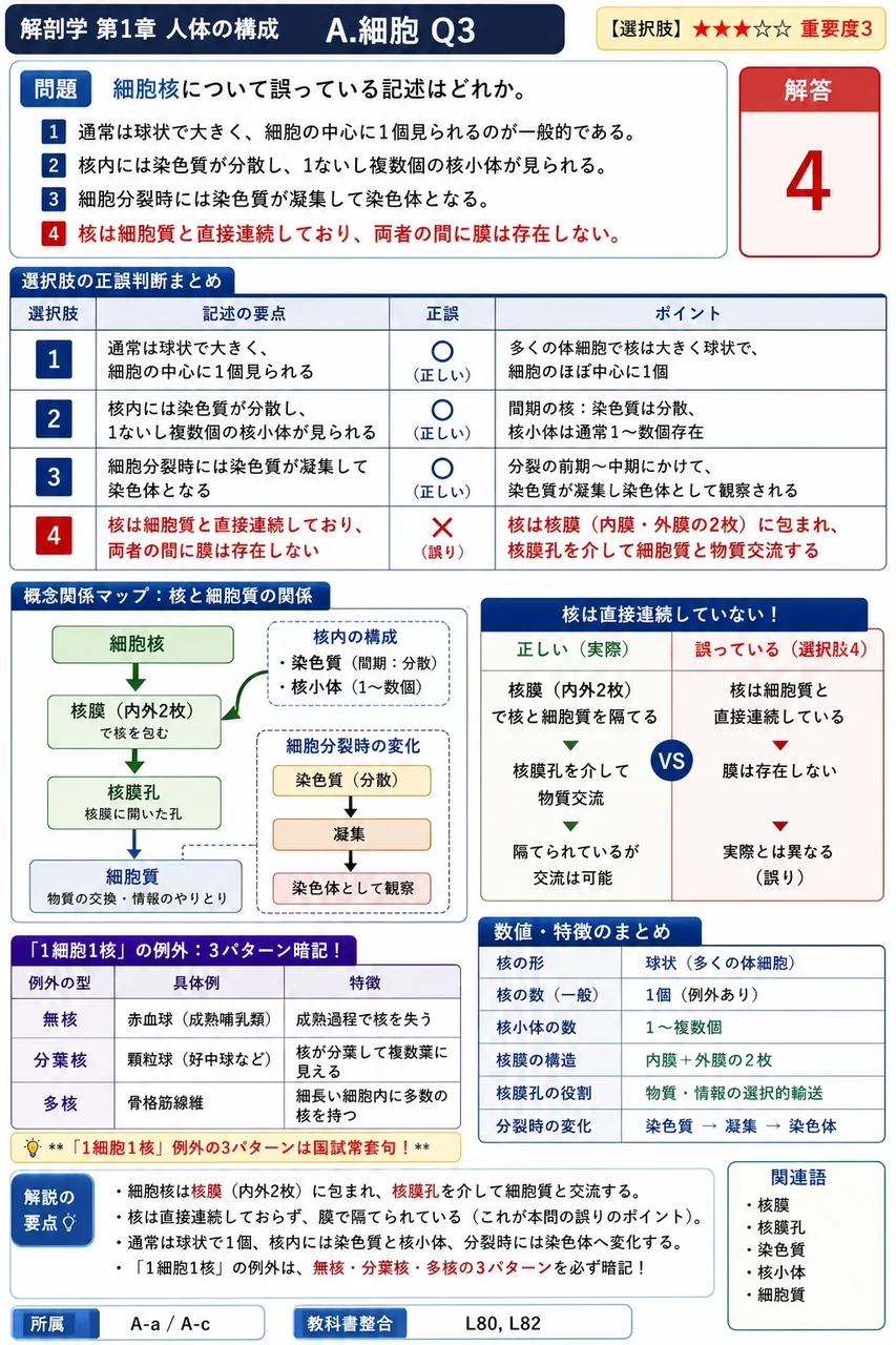 細胞核について誤っている記述はどれか。 解説図