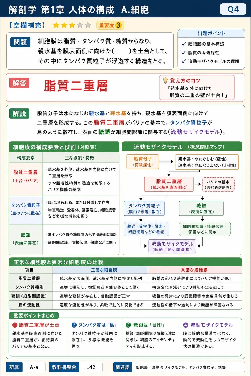 細胞膜は脂質・タンパク質・糖質からなり、親水基を膜表面側に向けた( )を土台として、その中にタンパク質粒子が浮遊する構造をとる。 解説図