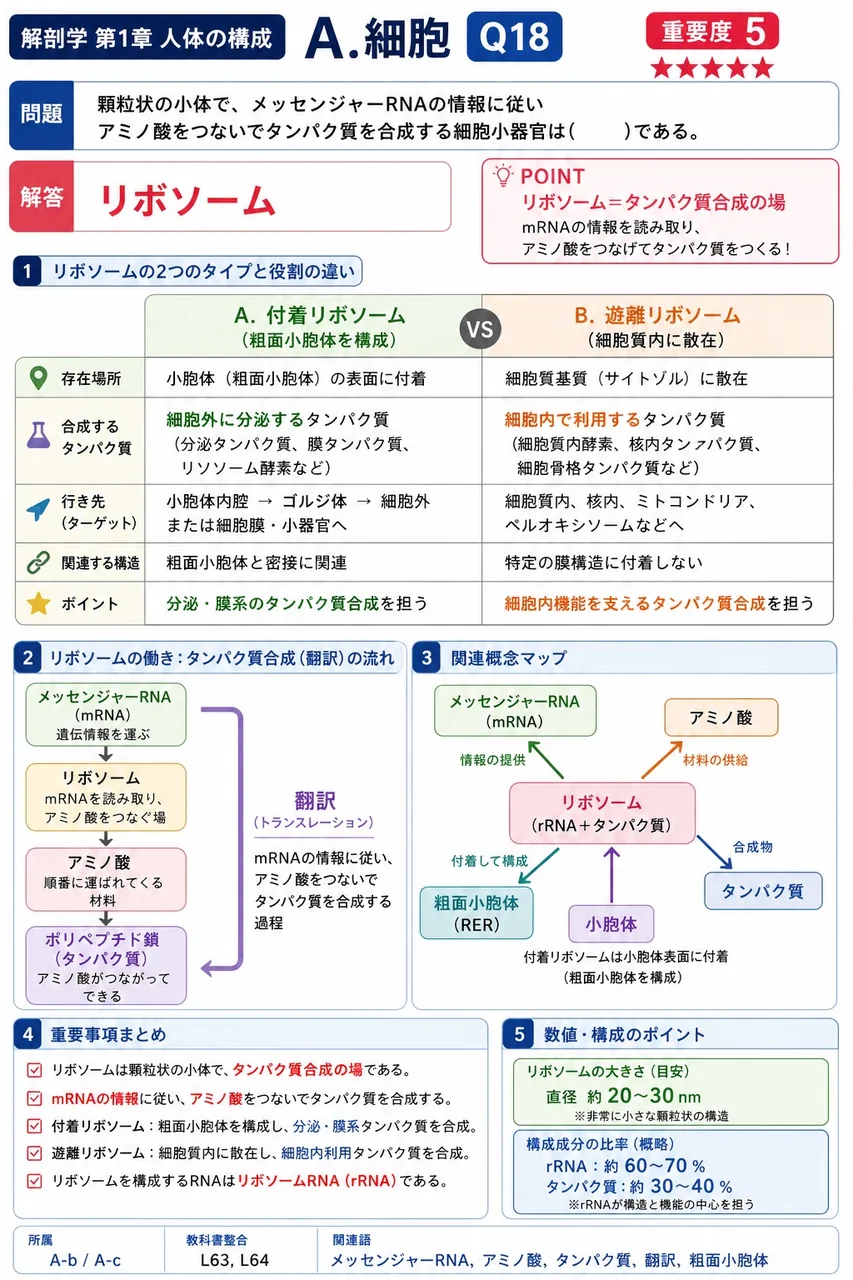顆粒状の小体で、メッセンジャーRNAの情報に従いアミノ酸をつないでタンパク質を合成する細胞小器官は( )である。 解説図