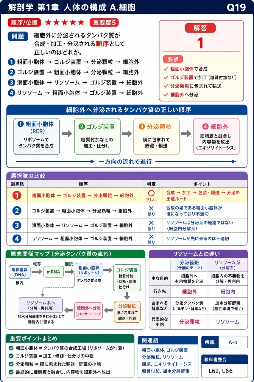 細胞外に分泌されるタンパク質が合成・加工・分泌される順序として正しいのはどれか。 解説図