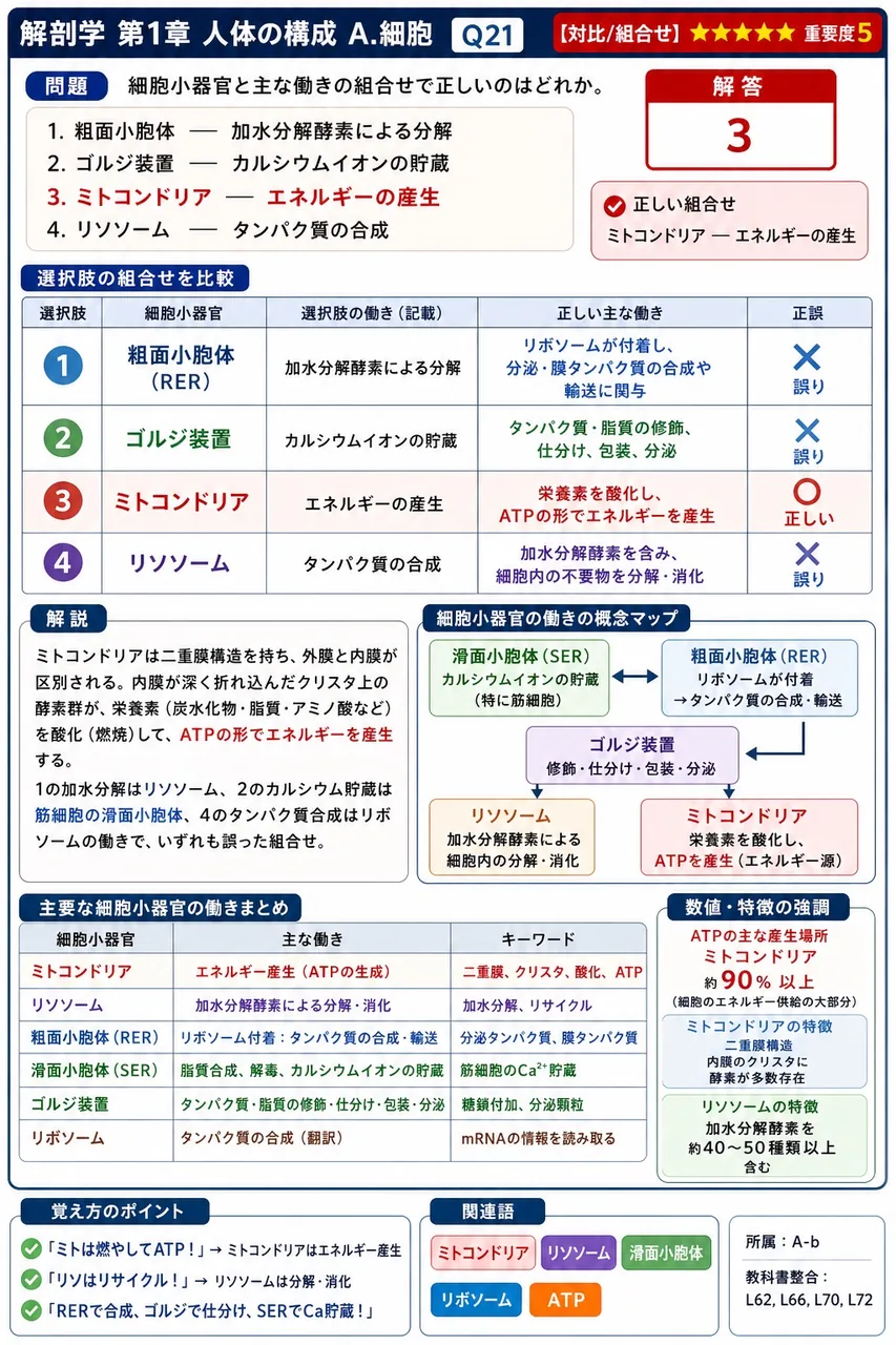 細胞小器官と主な働きの組合せで正しいのはどれか。 解説図