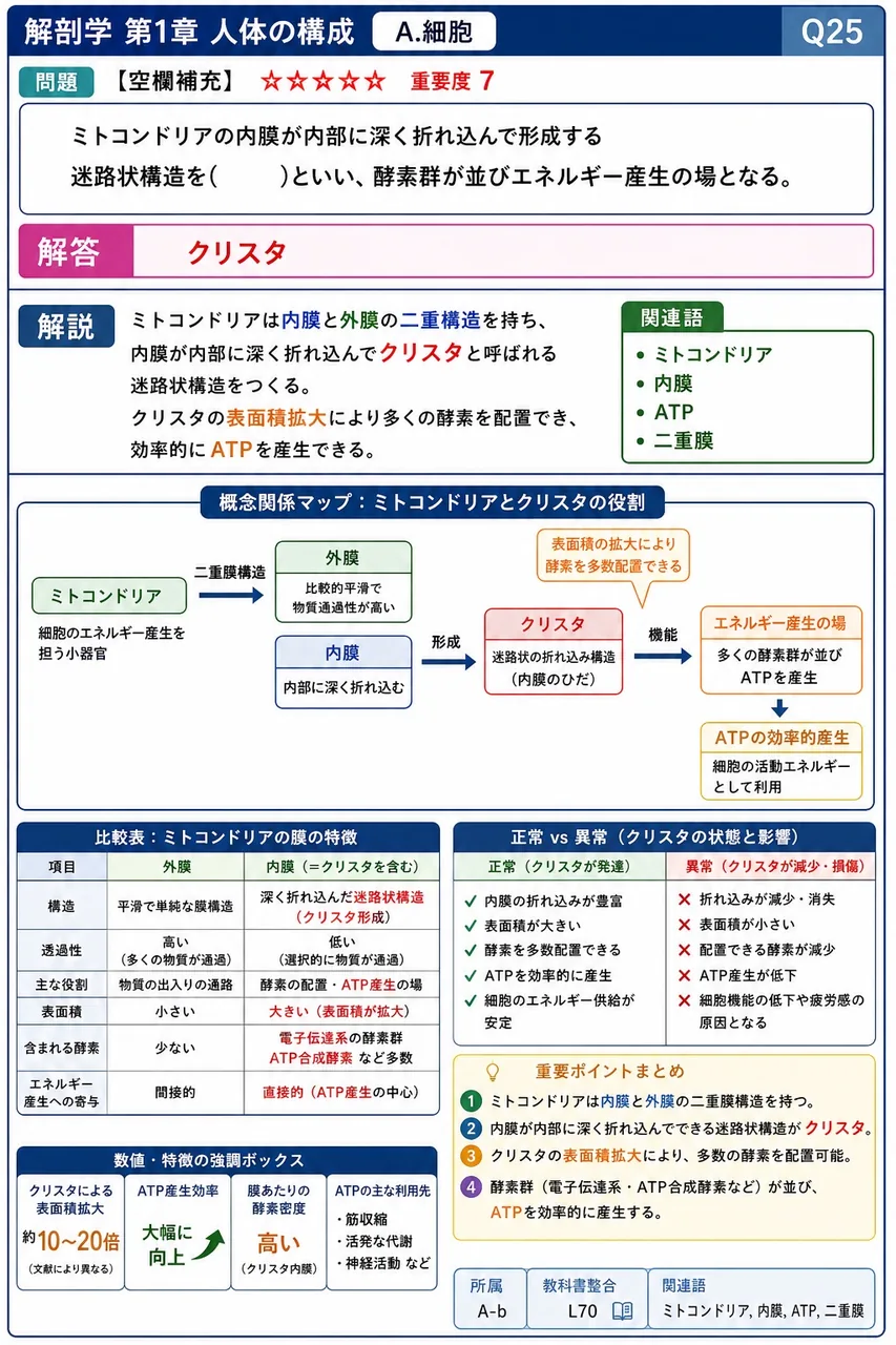 ミトコンドリアの内膜が内部に深く折れ込んで形成する迷路状構造を( )といい、酵素群が並びエネルギー産生の場となる。 解説図