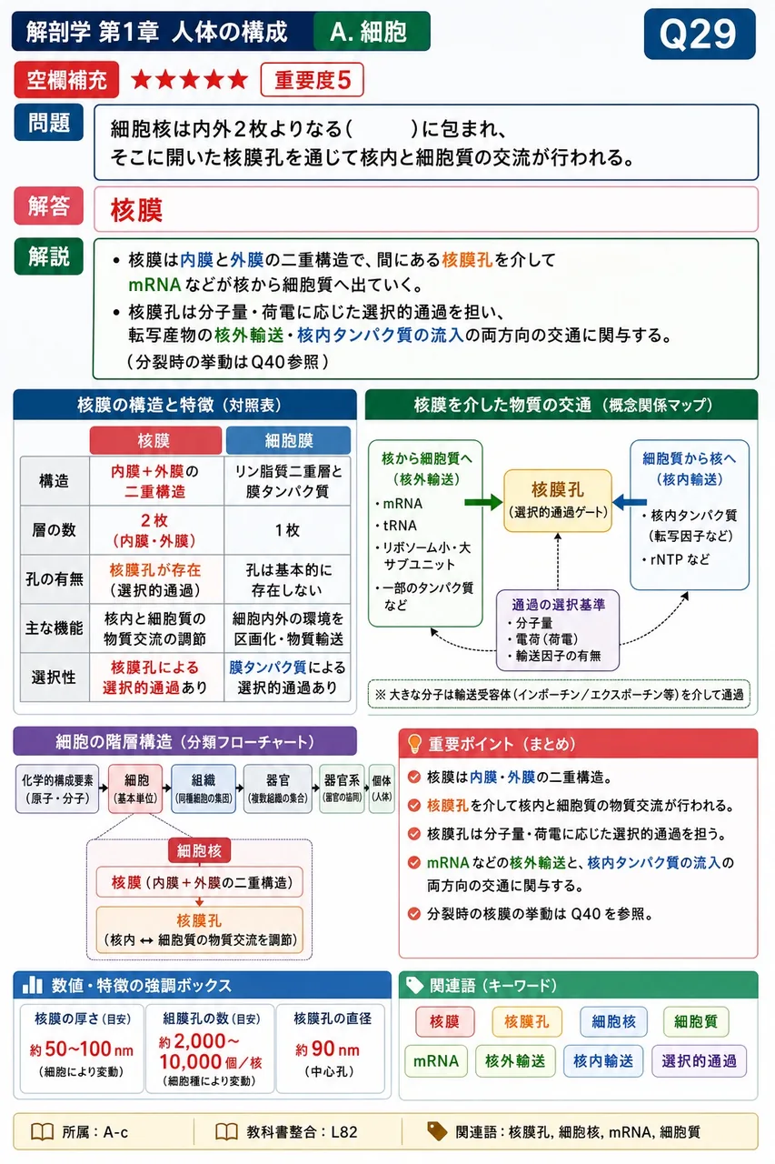 細胞核は内外2枚よりなる( )に包まれ、そこに開いた核膜孔を通じて核内と細胞質の交流が行われる。 解説図