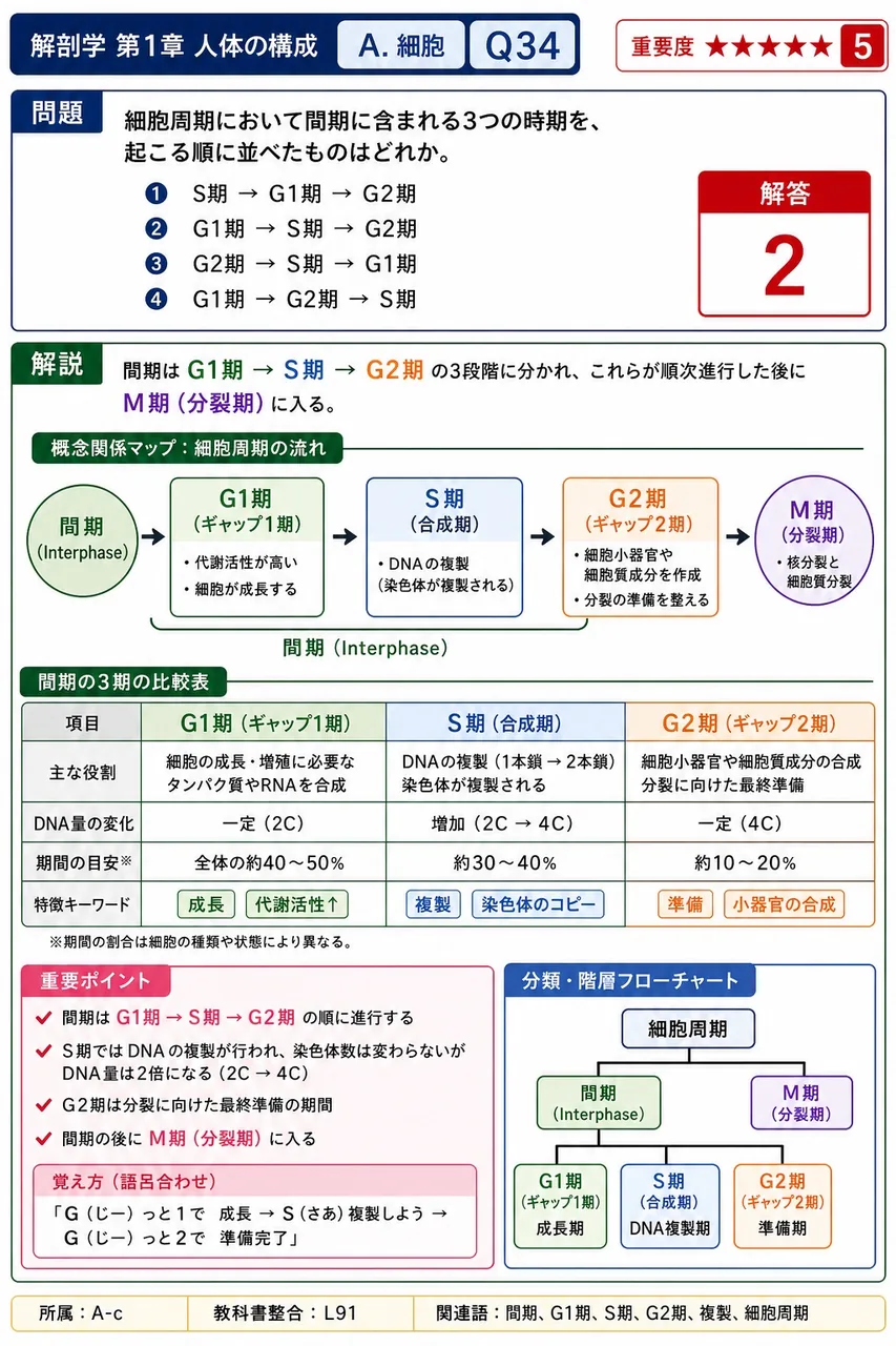 細胞周期において間期に含まれる3つの時期を、起こる順に並べたものはどれか。 解説図