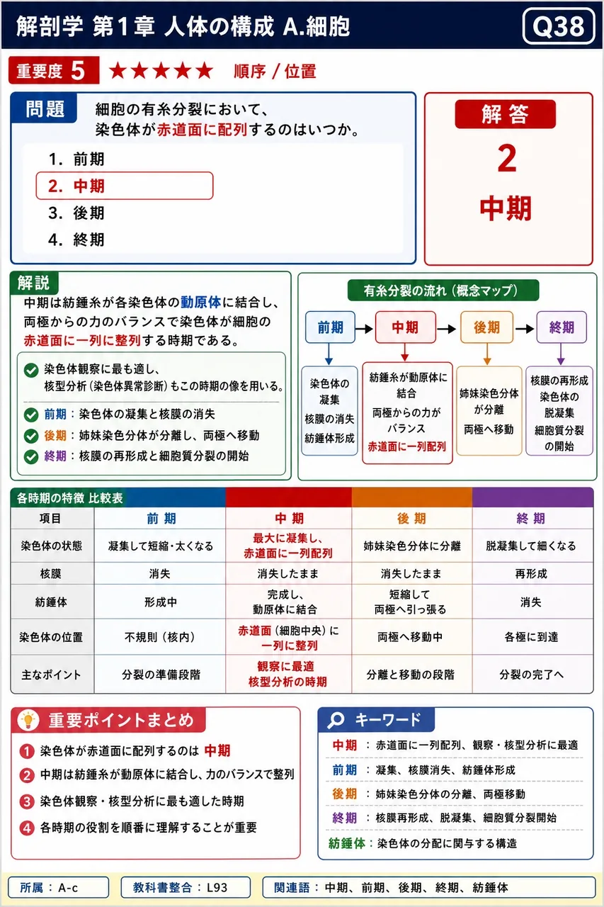 細胞の有糸分裂において、染色体が赤道面に配列するのはいつか。 解説図