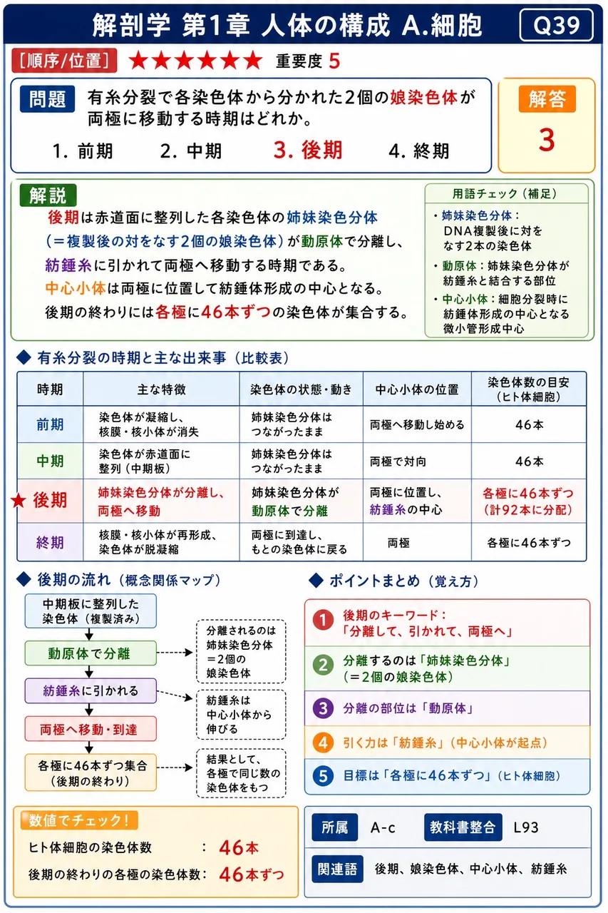 有糸分裂で各染色体から分かれた2個の娘染色体が両極に移動する時期はどれか。 解説図
