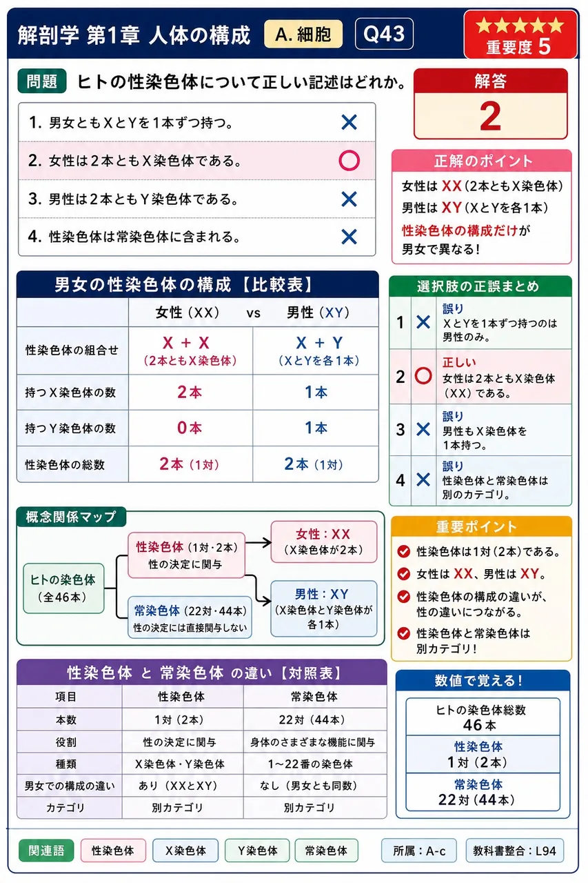 ヒトの性染色体について正しい記述はどれか。 解説図