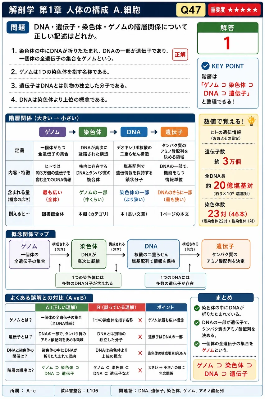 DNA・遺伝子・染色体・ゲノムの階層関係について正しい記述はどれか。 解説図