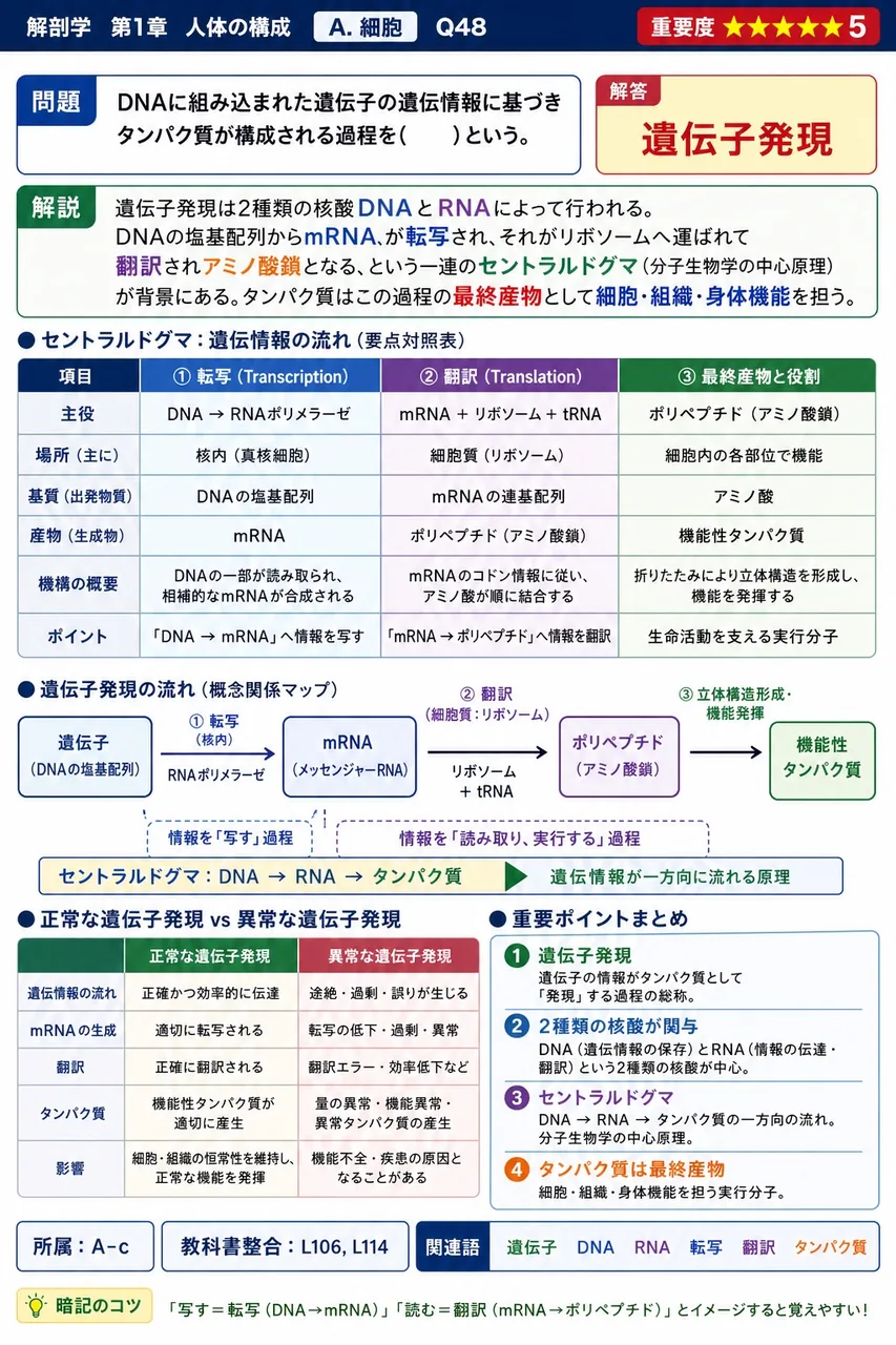 DNAに組み込まれた遺伝子の遺伝情報に基づきタンパク質が構成される過程を( )という。 解説図