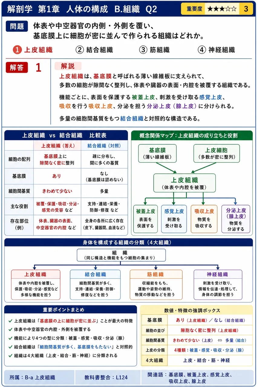 体表や中空器官の内側・外側を覆い、基底膜上に細胞が密に並んで作られる組織はどれか。 解説図