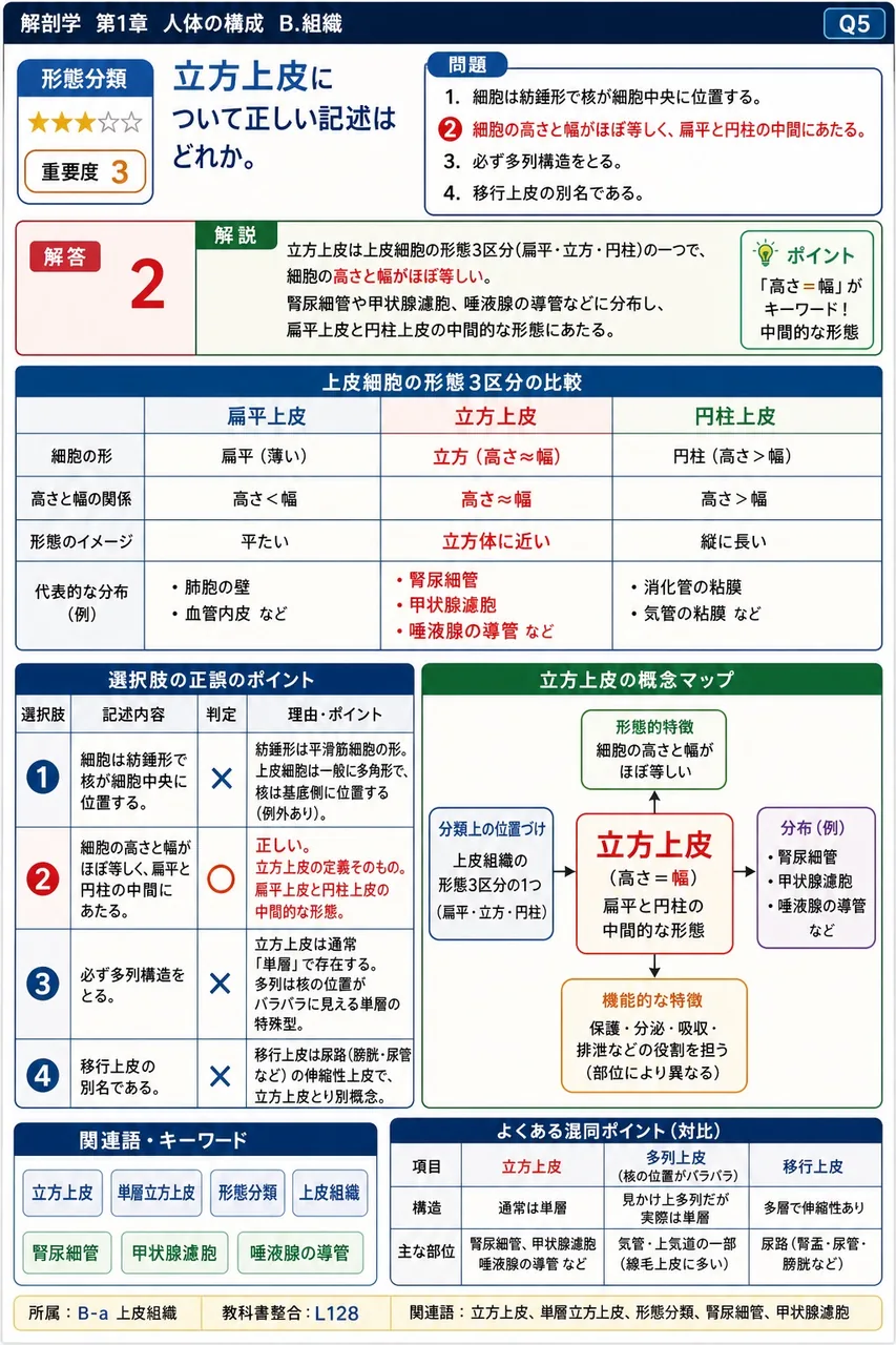 立方上皮について正しい記述はどれか。 解説図