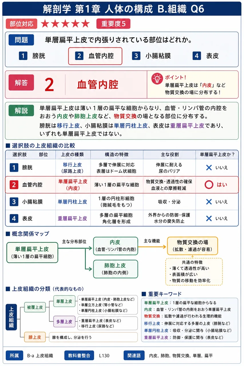単層扁平上皮で内張りされている部位はどれか。 解説図