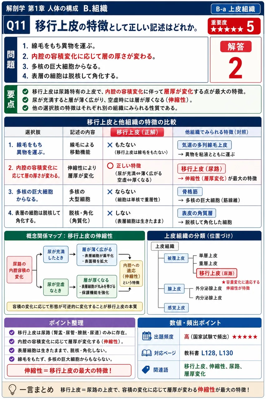 移行上皮の特徴として正しい記述はどれか。 解説図
