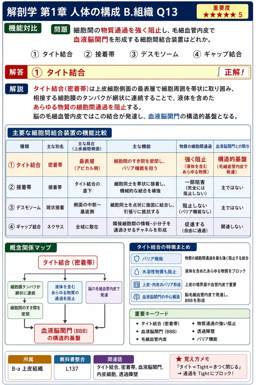 細胞間の物質通過を強く阻止し、毛細血管内皮で血液脳関門を形成する細胞間結合装置はどれか。 解説図