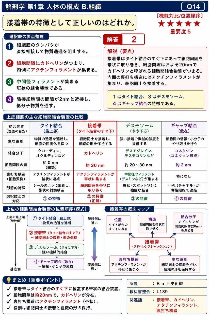 接着帯の特徴として正しいのはどれか。 解説図