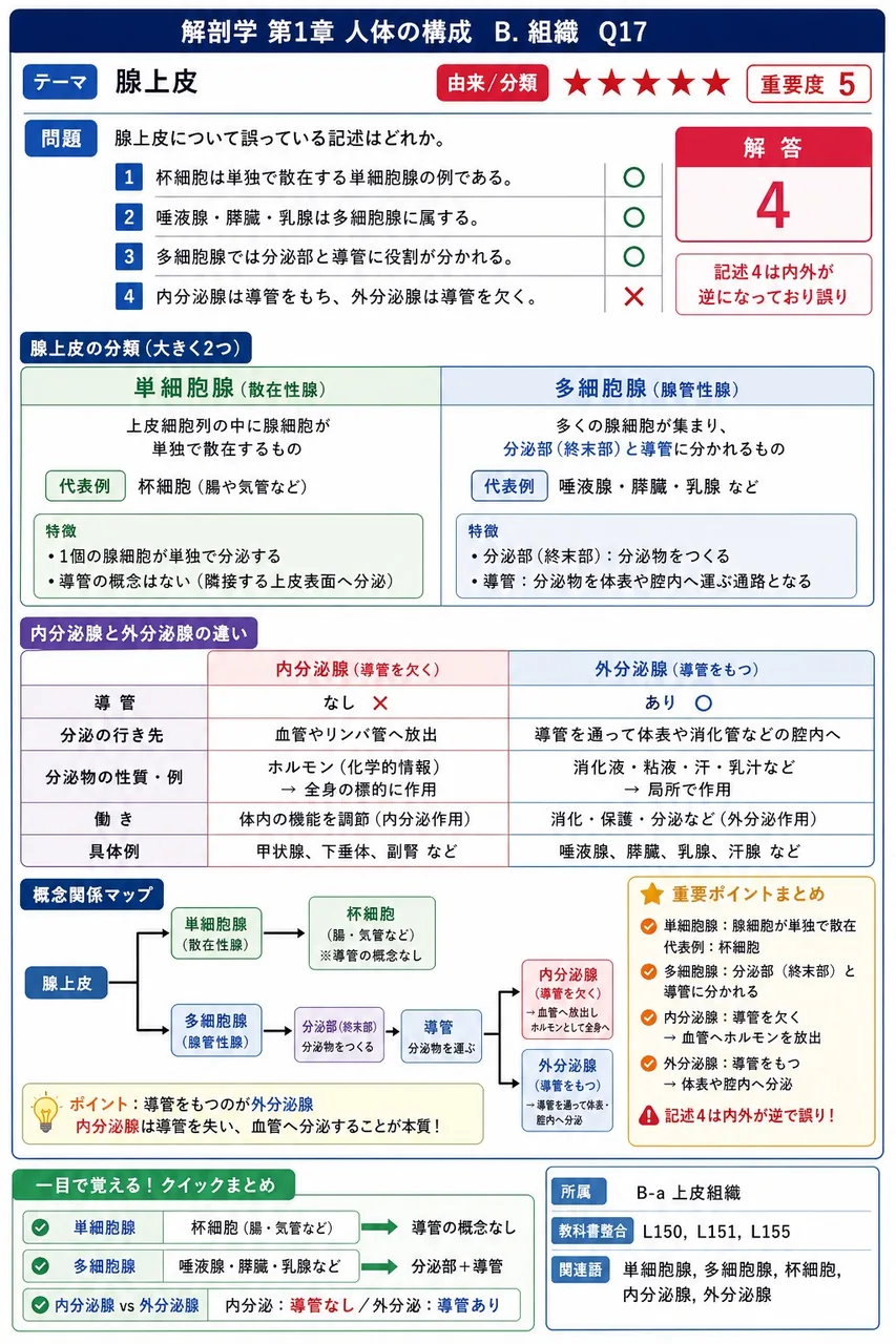 腺上皮について誤っている記述はどれか。 解説図