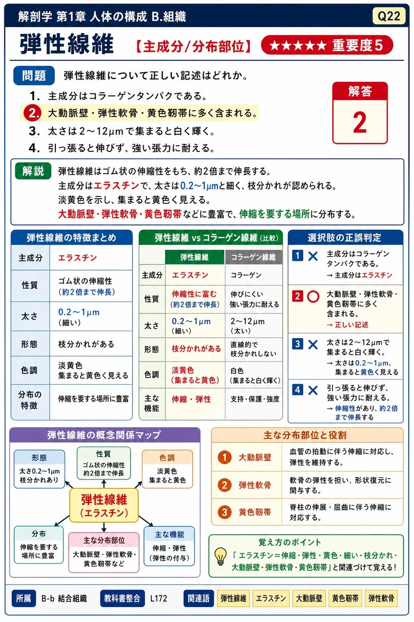 弾性線維について正しい記述はどれか。 解説図