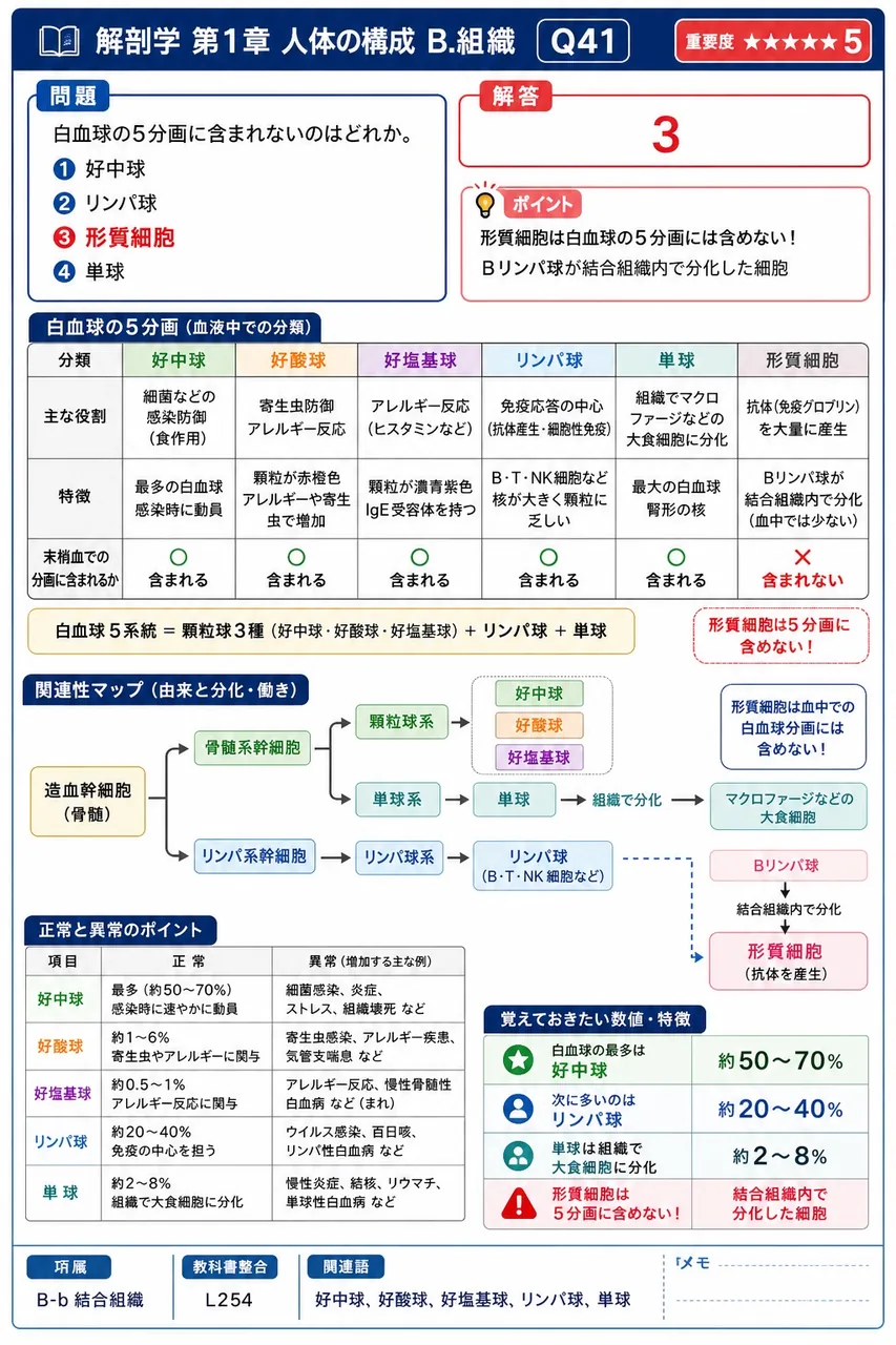 白血球の5分画に含まれないのはどれか。 解説図