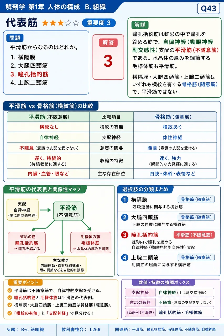 平滑筋からなるのはどれか。 解説図