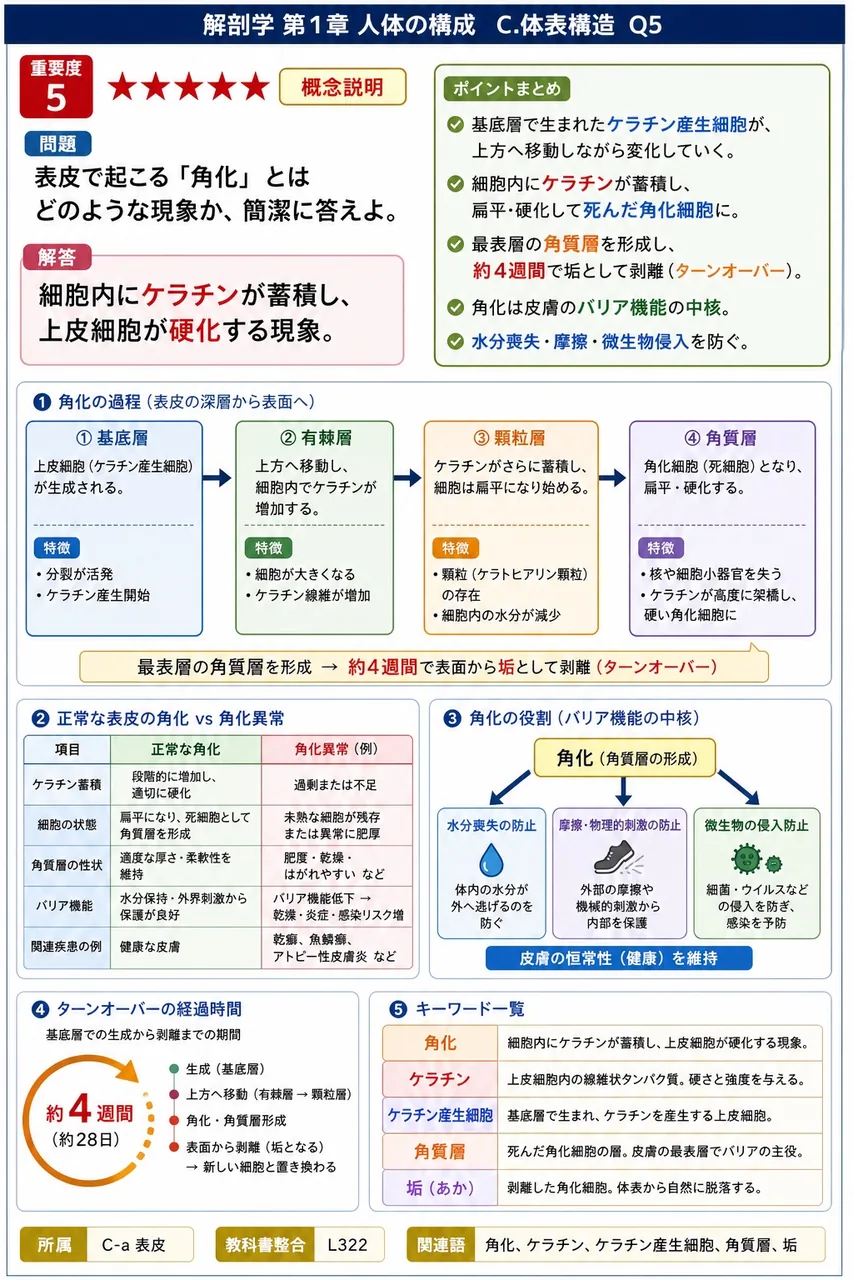 表皮で起こる「角化」とはどのような現象か、簡潔に答えよ。 解説図