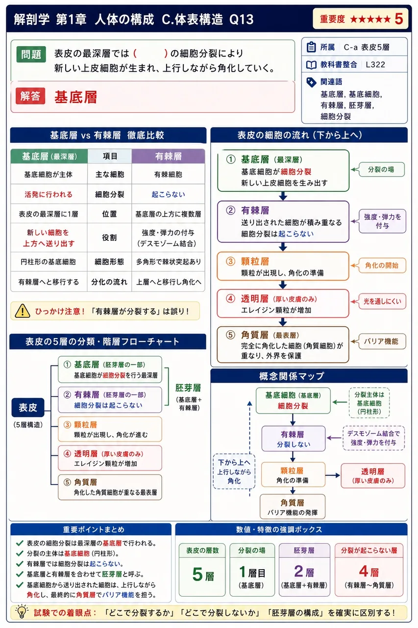 表皮の最深層では( )の細胞分裂により新しい上皮細胞が生まれ、上行しながら角化していく。 解説図