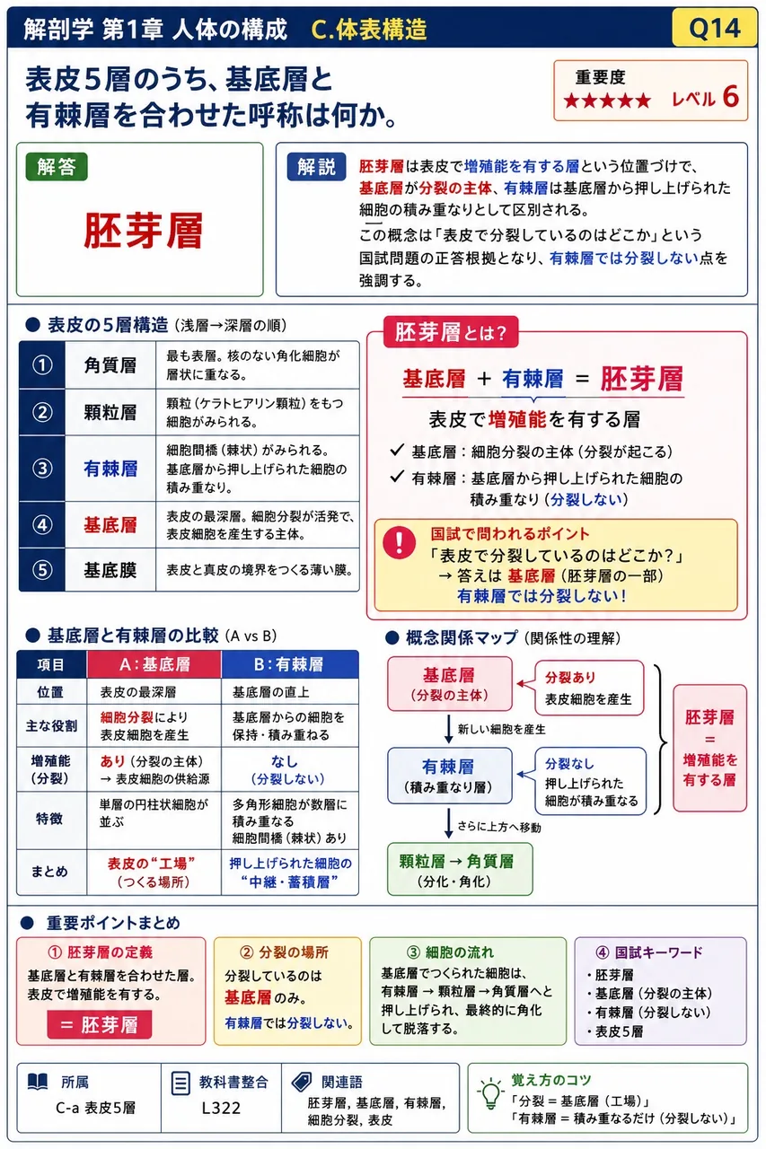 表皮5層のうち、基底層と有棘層を合わせた呼称は何か。 解説図