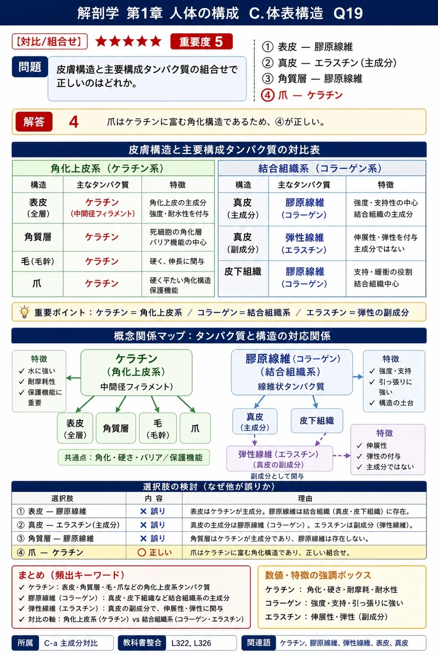 皮膚構造と主要構成タンパク質の組合せで正しいのはどれか。 解説図