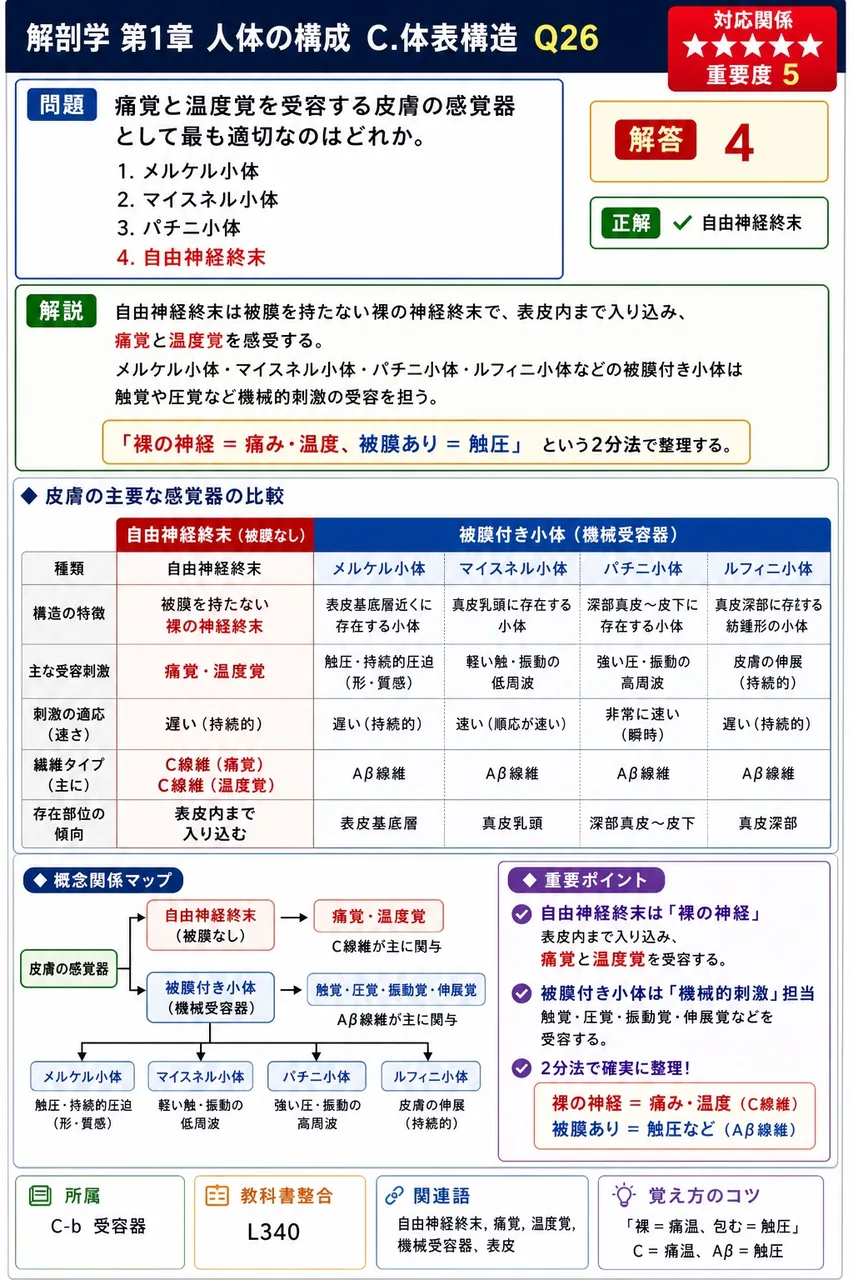 痛覚と温度覚を受容する皮膚の感覚器として最も適切なのはどれか。 解説図