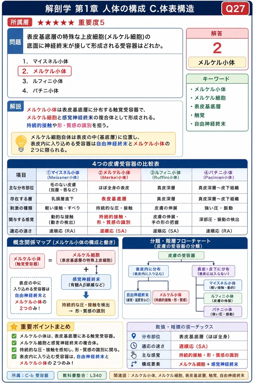 表皮基底層の特殊な上皮細胞(メルケル細胞)の底面に神経終末が接して形成される受容器はどれか。 解説図