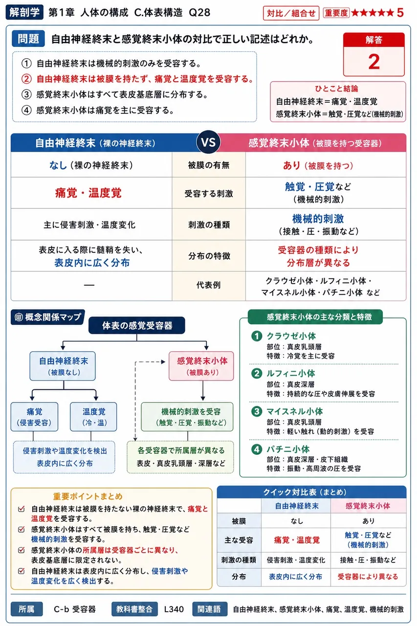 自由神経終末と感覚終末小体の対比で正しい記述はどれか。 解説図