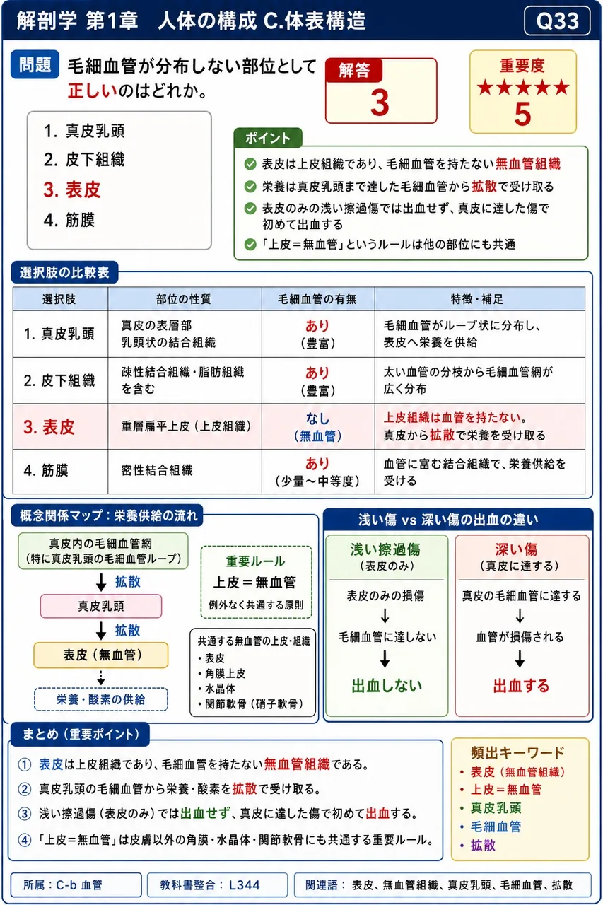毛細血管が分布しない部位として正しいのはどれか。 解説図