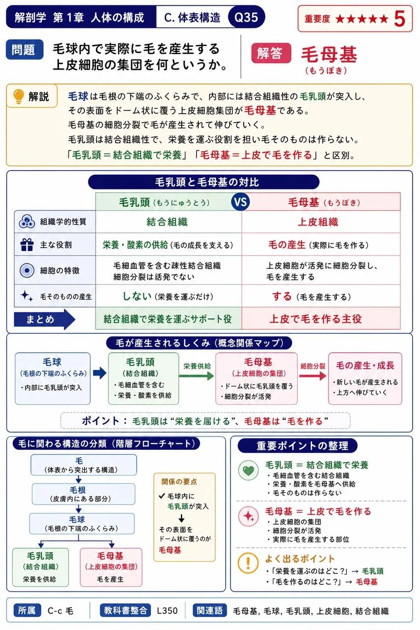 毛球内で実際に毛を産生する上皮細胞の集団を何というか。 解説図