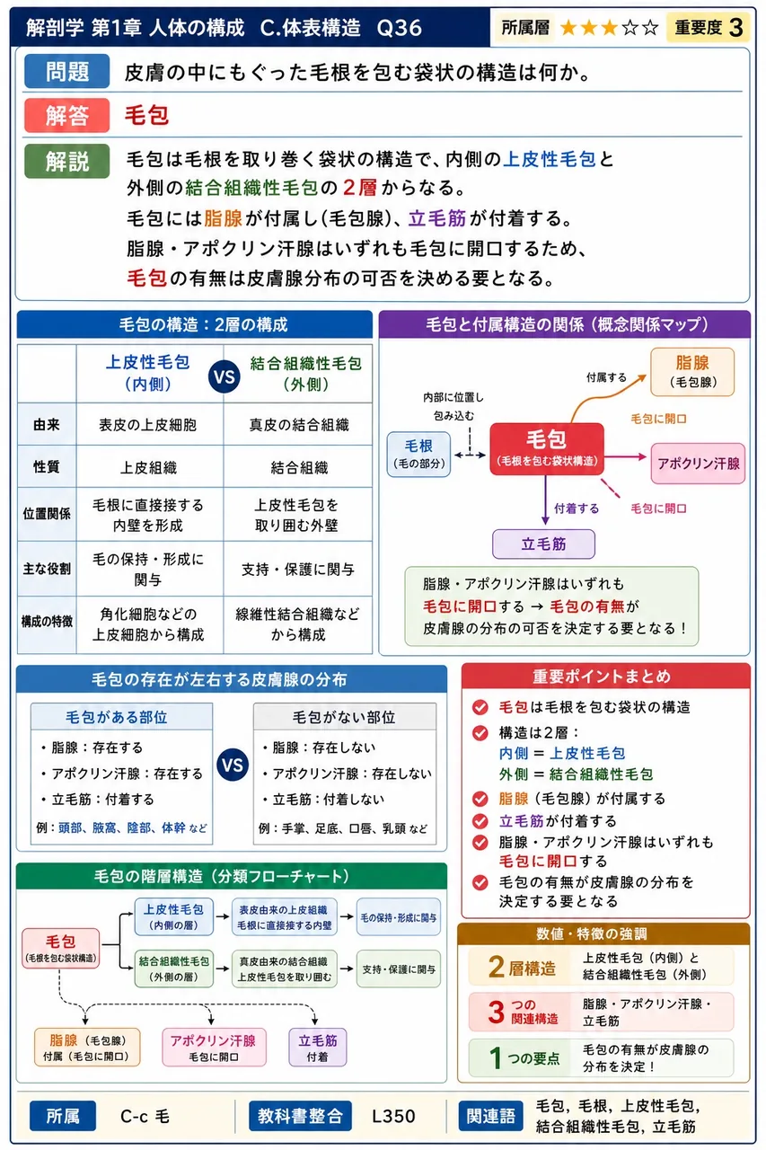 皮膚の中にもぐった毛根を包む袋状の構造は何か。 解説図