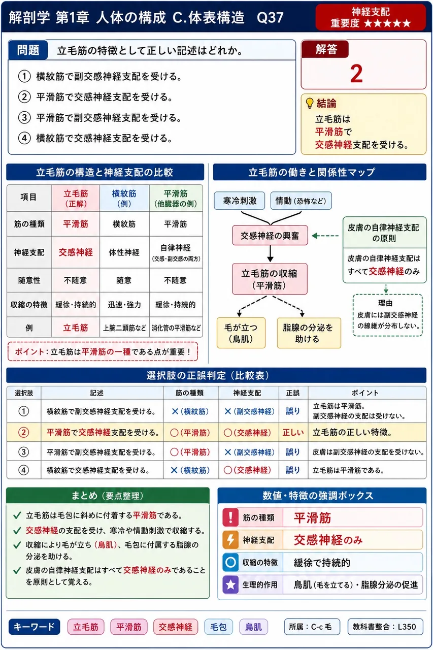 立毛筋の特徴として正しい記述はどれか。 解説図