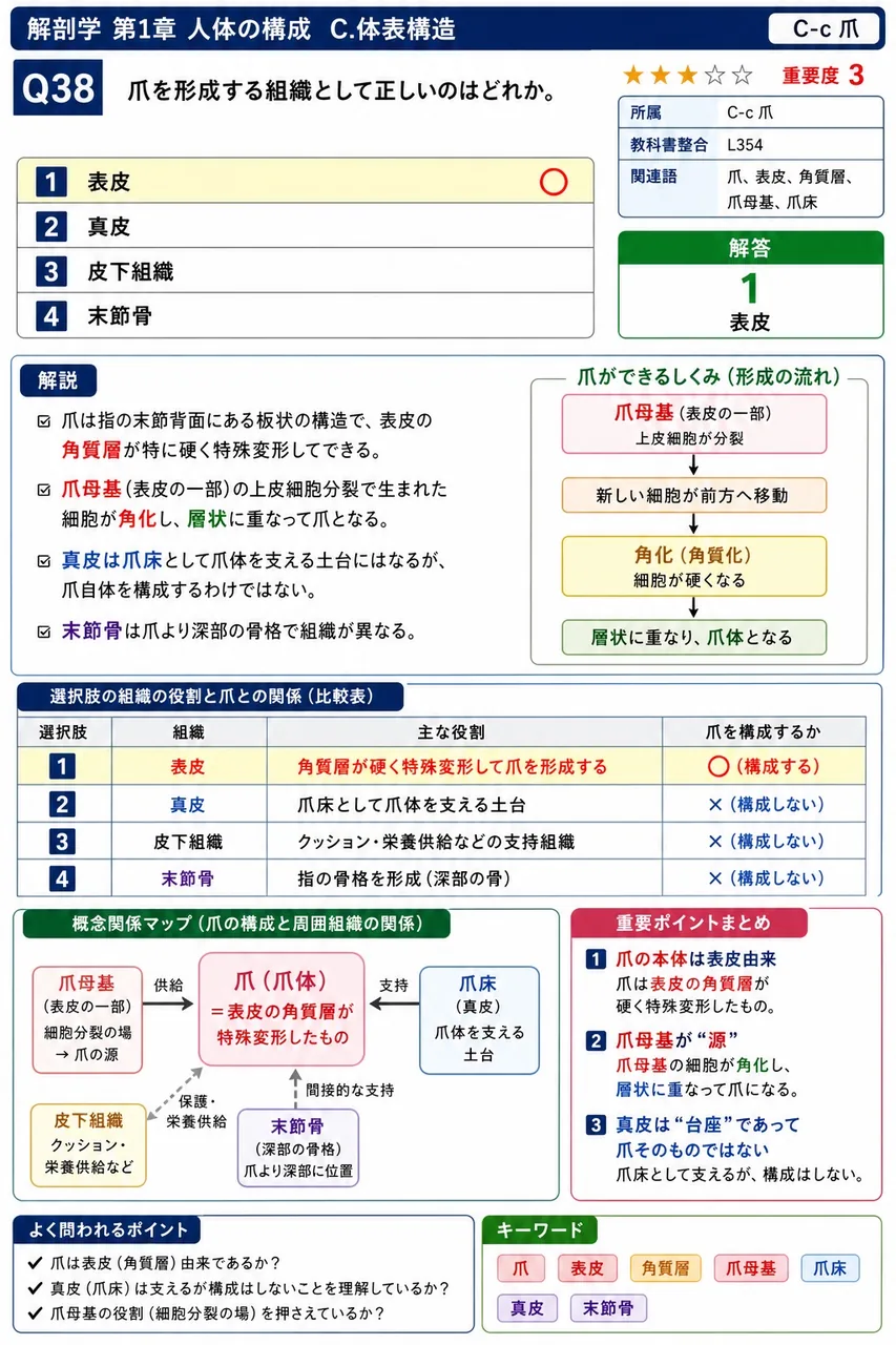 爪を形成する組織として正しいのはどれか。 解説図