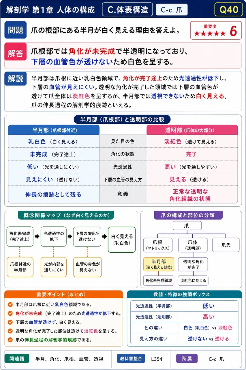 爪の根部にある半月が白く見える理由を答えよ。 解説図