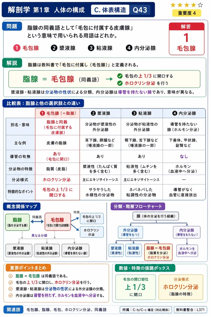 脂腺の同義語として「毛包に付属する皮膚腺」という意味で用いられる用語はどれか。 解説図