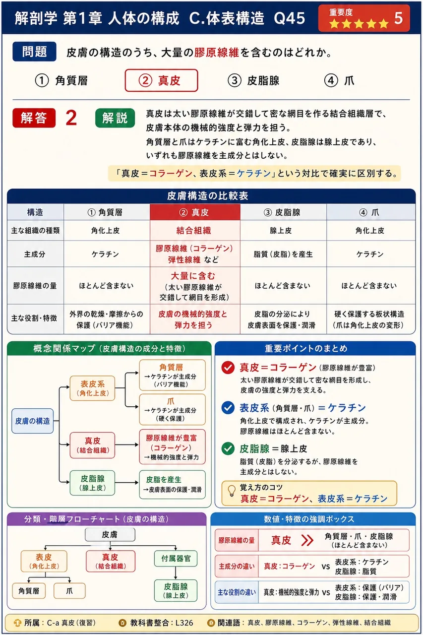皮膚の構造のうち、大量の膠原線維を含むのはどれか。 解説図