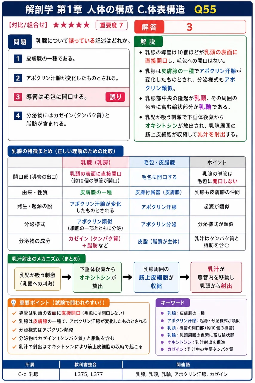 乳腺について誤っている記述はどれか。 解説図