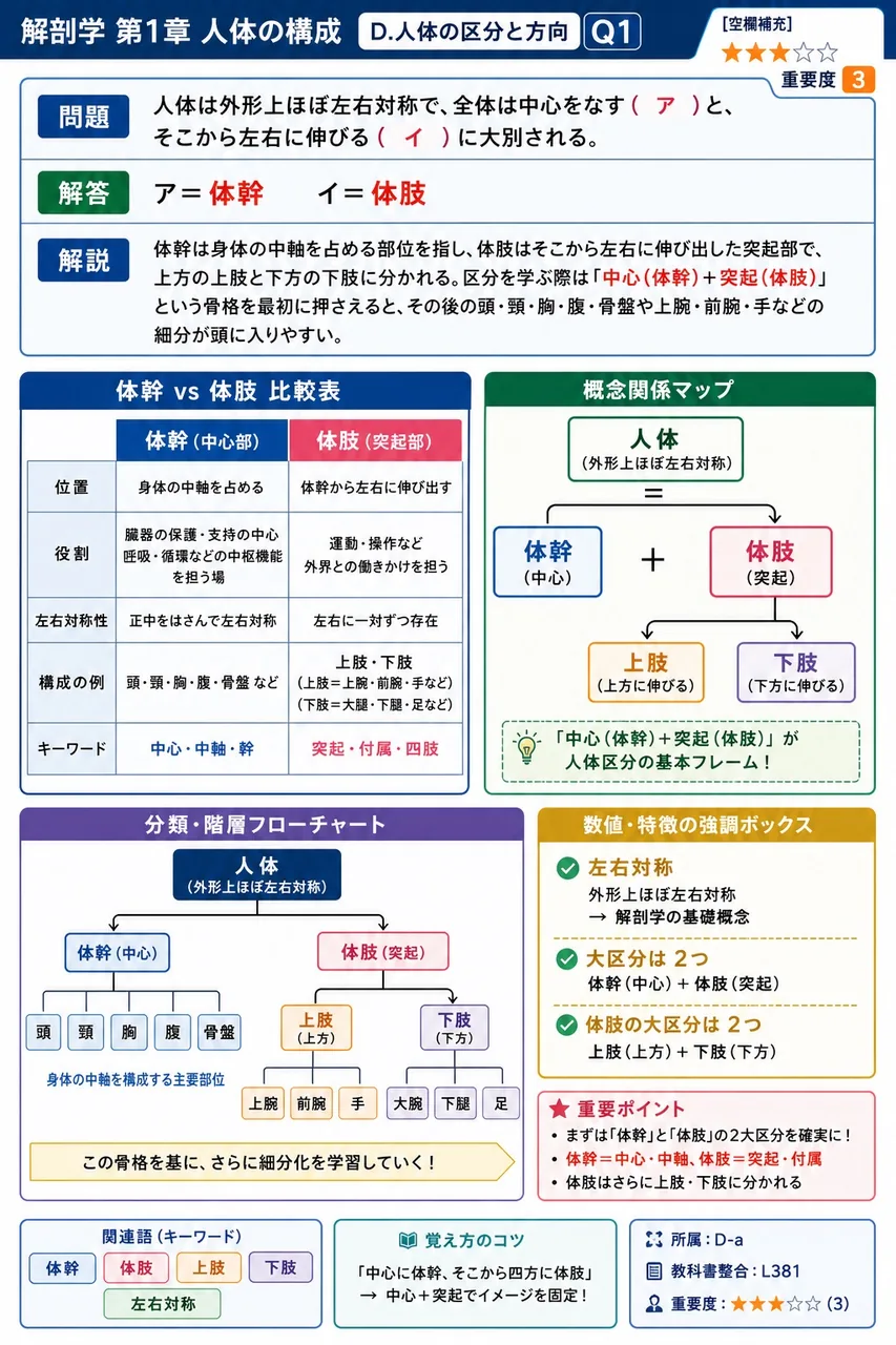 人体は外形上ほぼ左右対称で、全体は中心をなす( ア )と、そこから左右に伸びる( イ )に大別される。 解説図