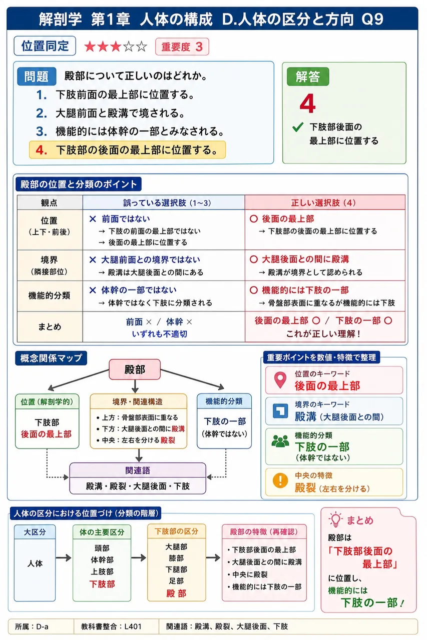 殿部について正しいのはどれか。 解説図
