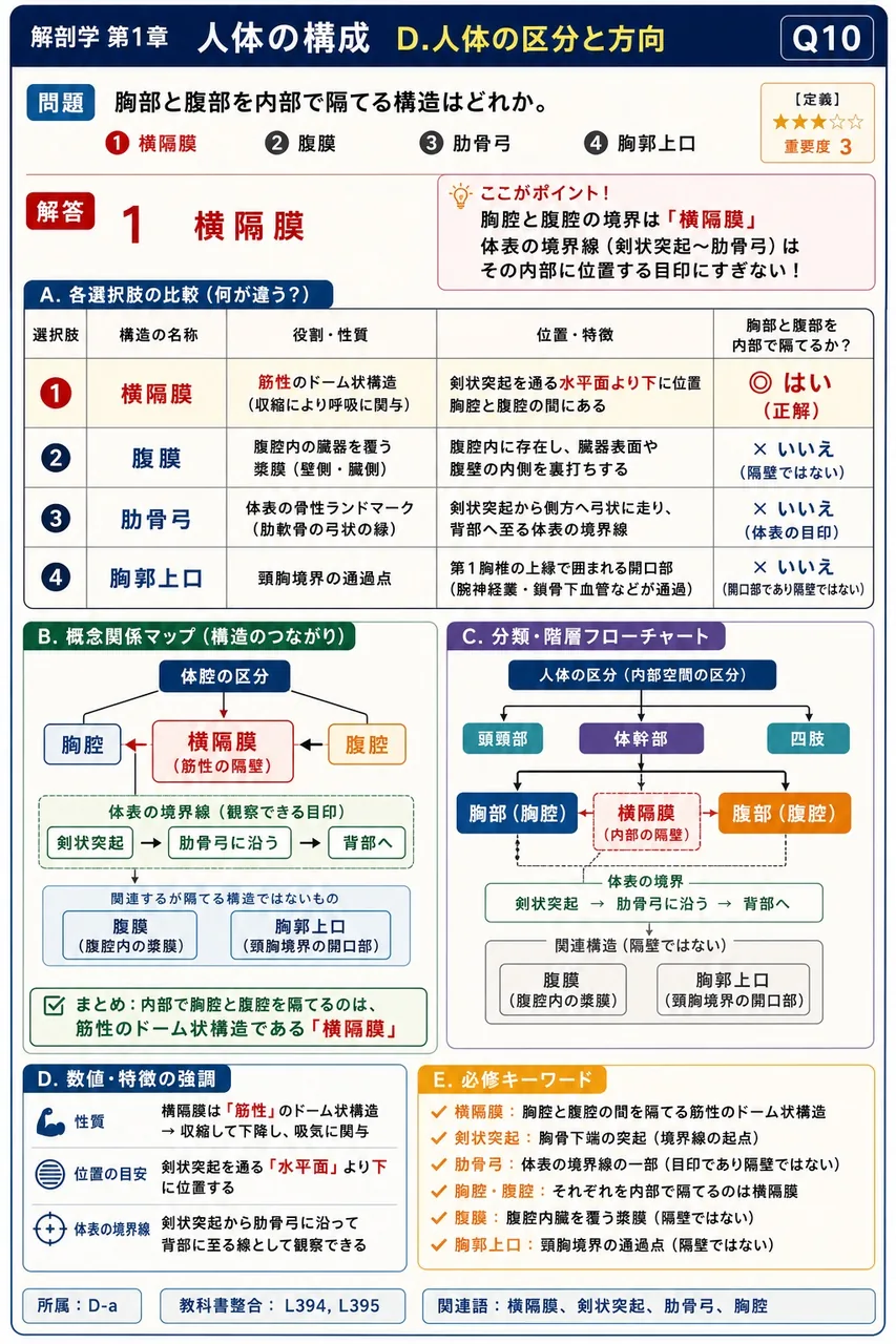 胸部と腹部を内部で隔てる構造はどれか。 解説図