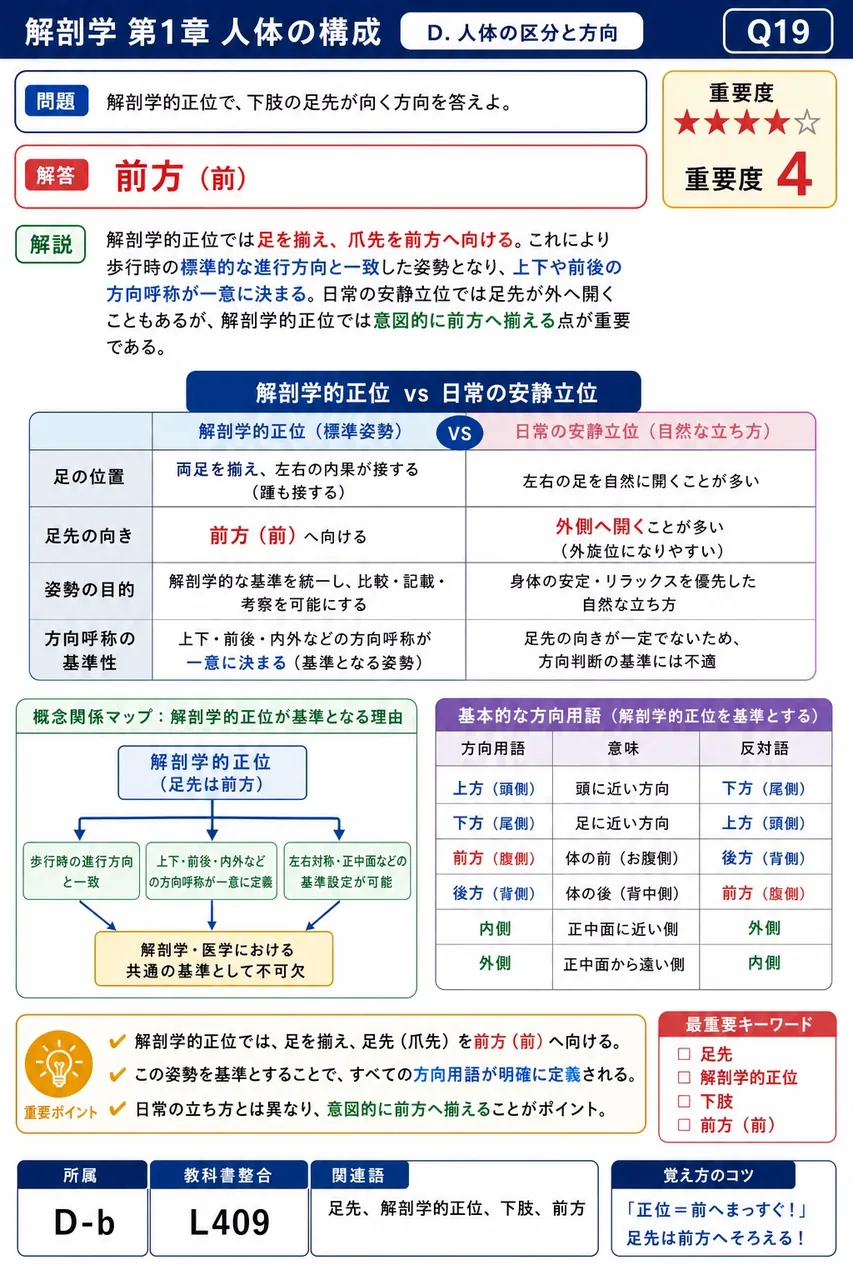 解剖学的正位で、下肢の足先が向く方向を答えよ。 解説図