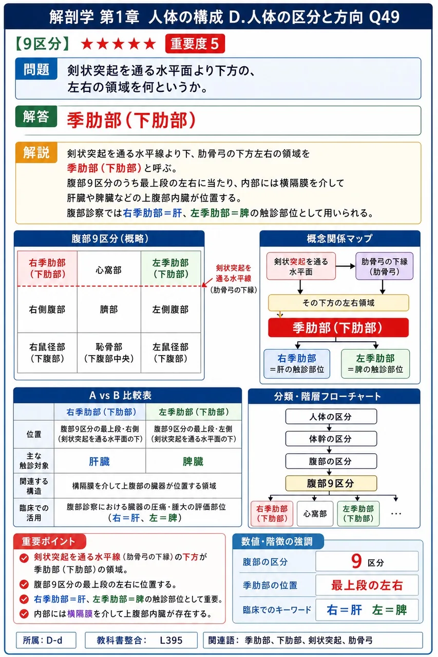 剣状突起を通る水平面より下方の、左右の領域を何というか。 解説図