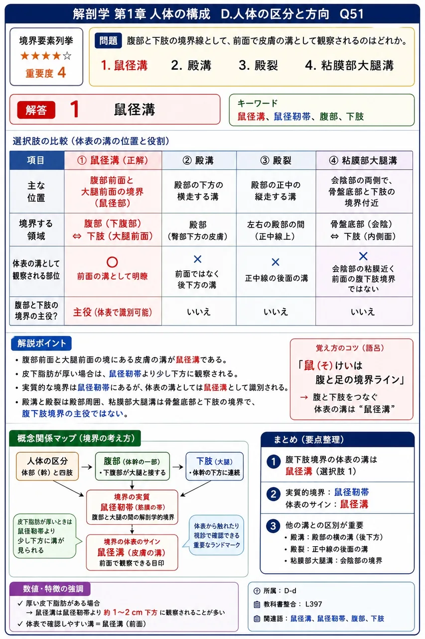腹部と下肢の境界線として、前面で皮膚の溝として観察されるのはどれか。 解説図