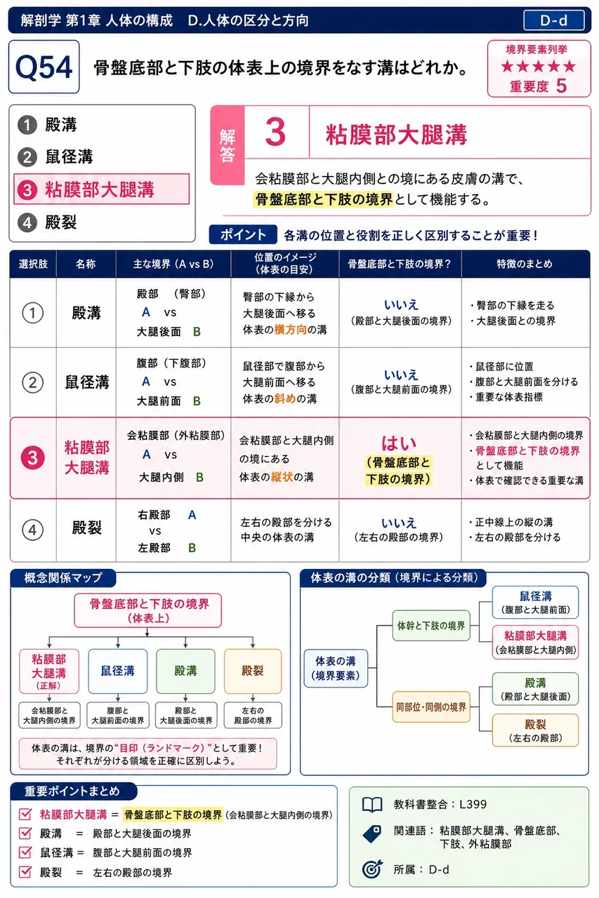 会陰と下肢の体表上の境界をなす溝はどれか。 解説図