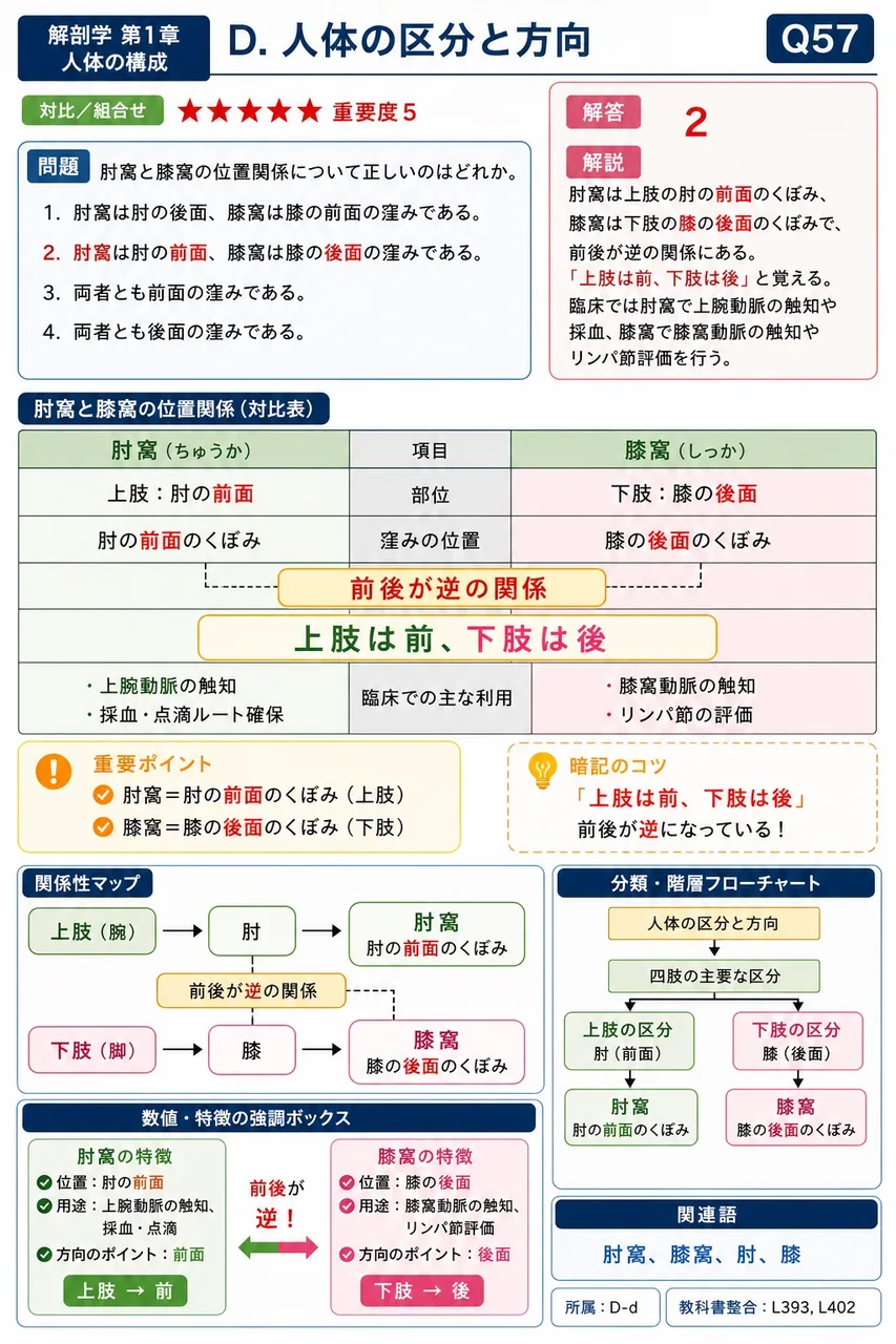 肘窩と膝窩の位置関係について正しいのはどれか。 解説図