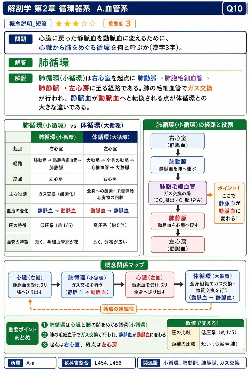 心臓に戻った静脈血を動脈血に変えるために、心臓から肺をめぐる循環を何と呼ぶか(漢字3字)。 解説図