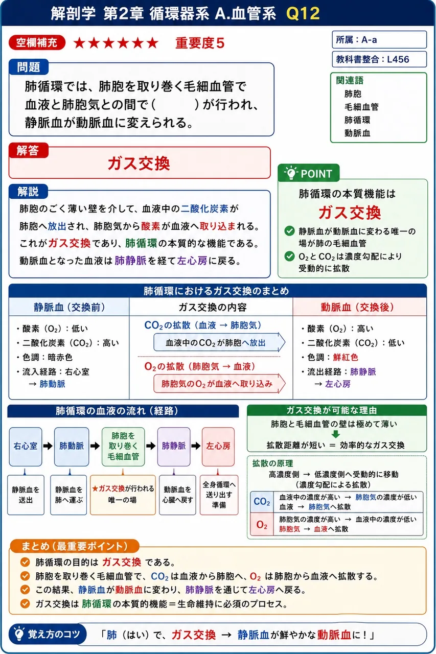 肺循環では、肺胞を取り巻く毛細血管で血液と肺胞気との間で( )が行われ、静脈血が動脈血に変えられる。 解説図