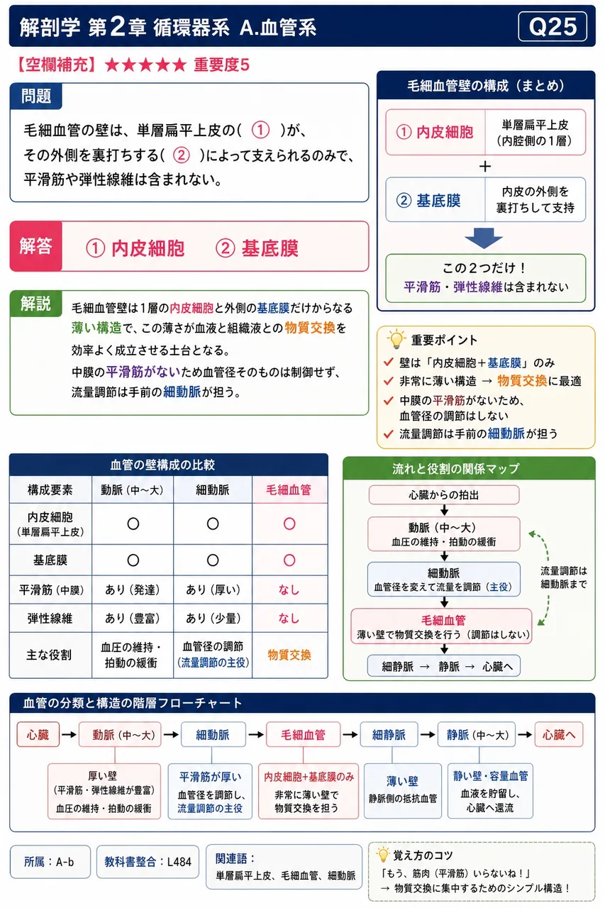 毛細血管の壁は、単層扁平上皮の( ① )が、その外側を裏打ちする( ② )によって支えられるのみで、平滑筋や弾性線維は含まれない。 解説図
